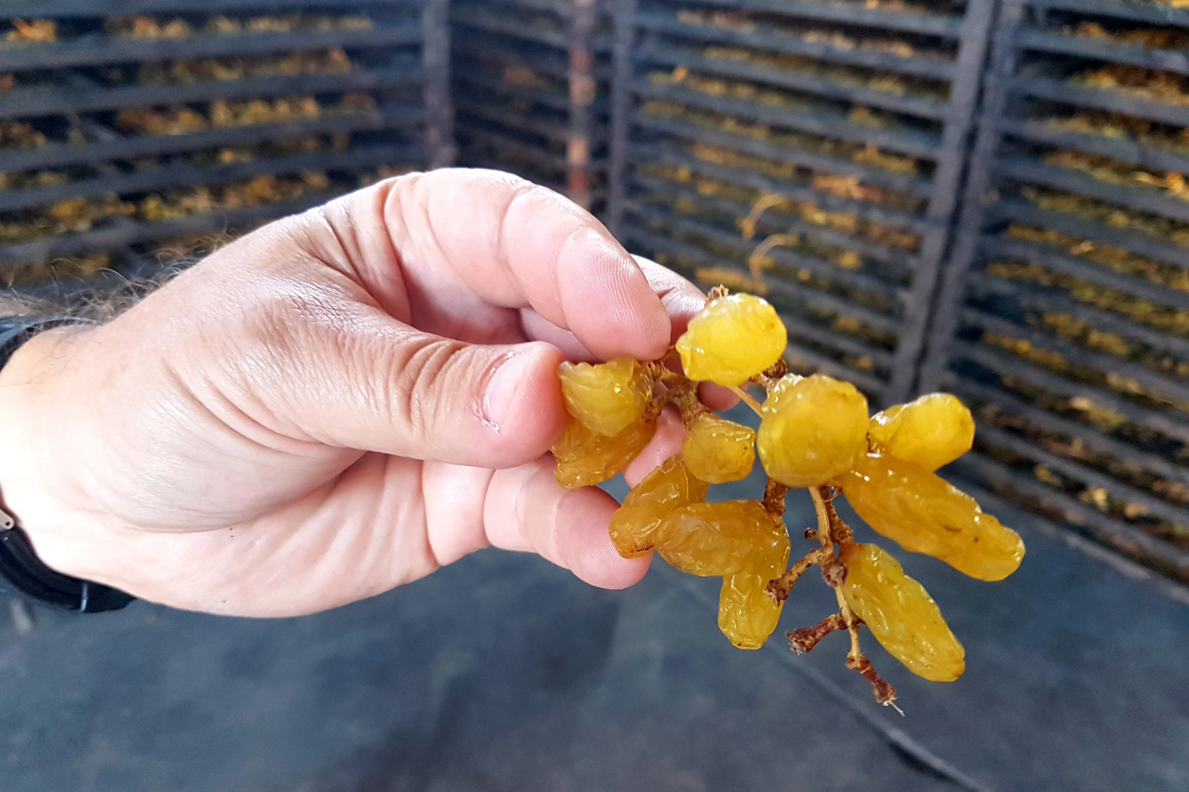 The valley that gives us our name is also our raw material. The dry climate and the temperature swings of northern Chile naturally concentrate the sugar in the grape, and that shows in the raisin.