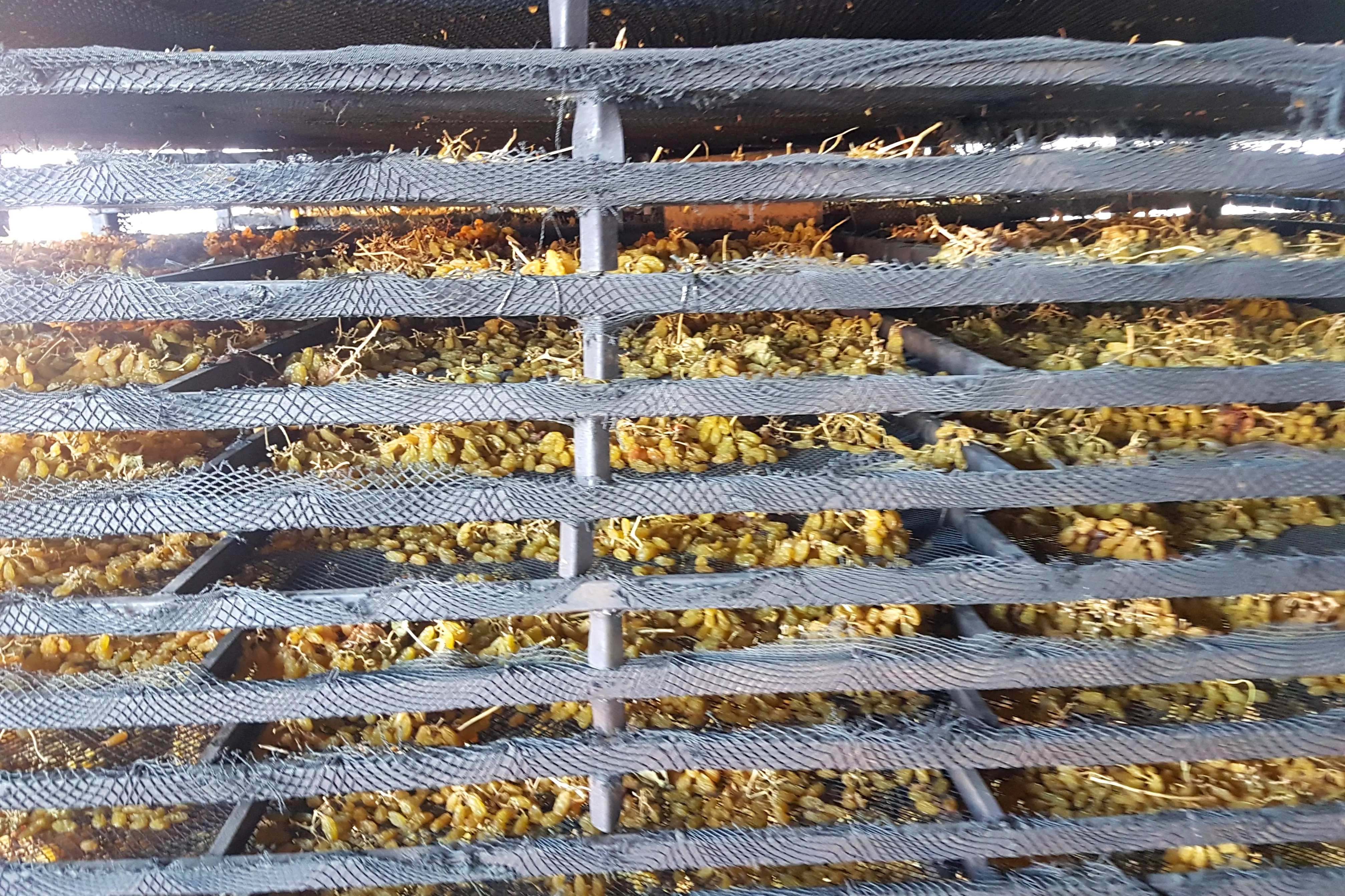 Drying trays loaded with grapes