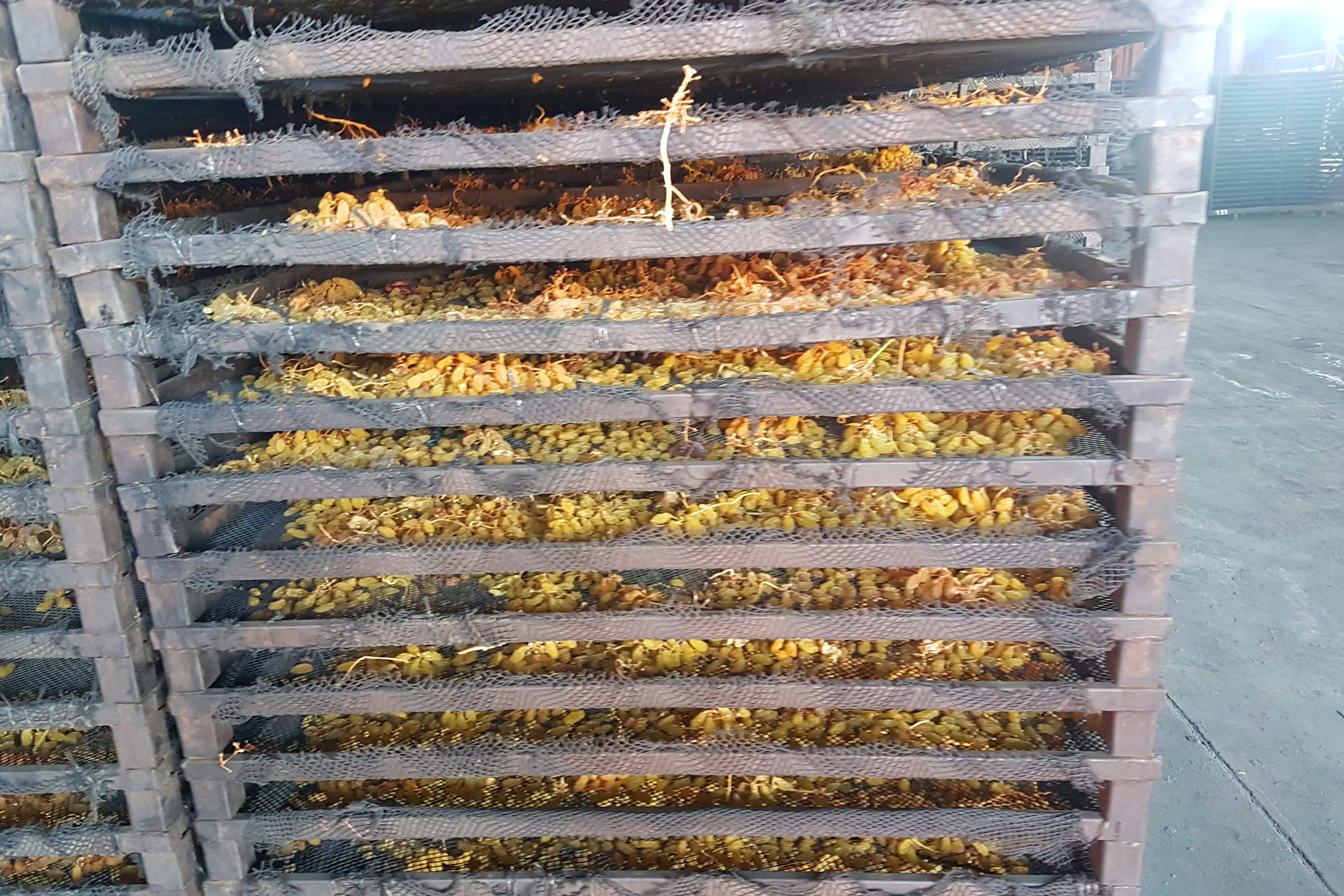 Drying trays loaded with grapes