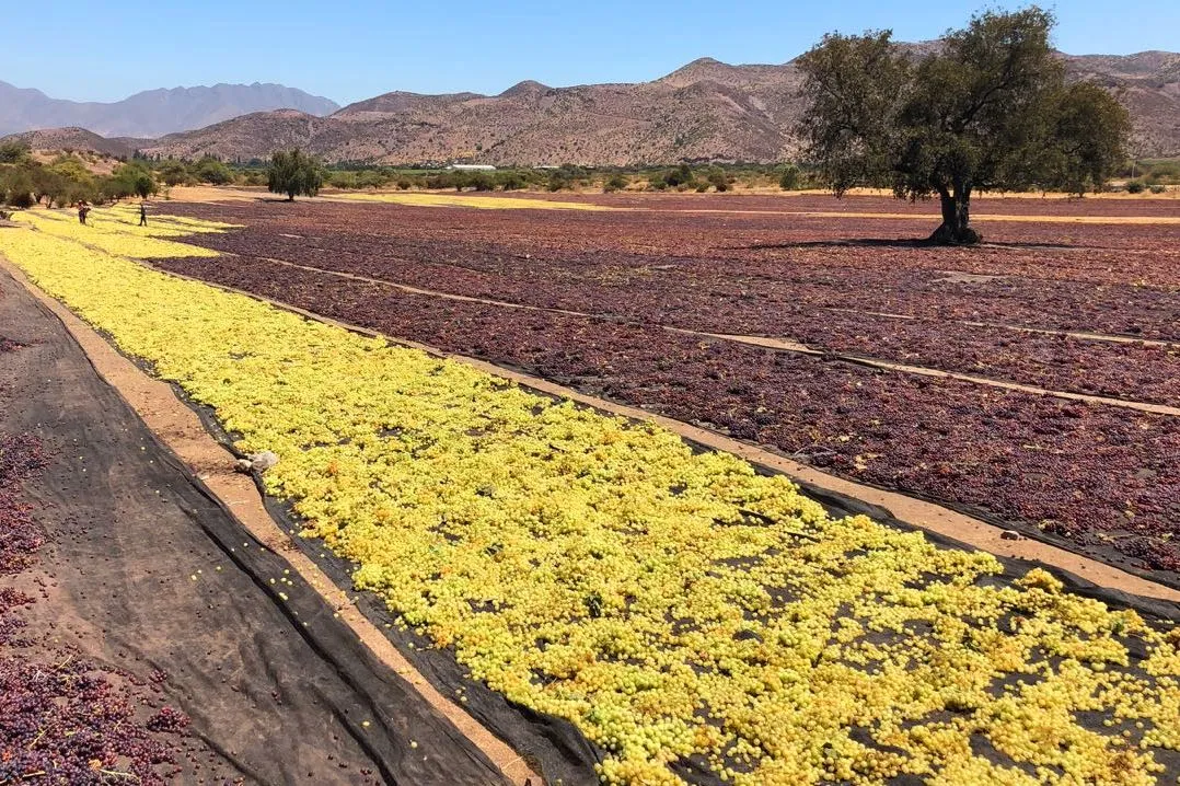 The valley that gives us our name is also our raw material. The dry climate and the temperature swings of northern Chile naturally concentrate the sugar in the grape, and that shows in the raisin.