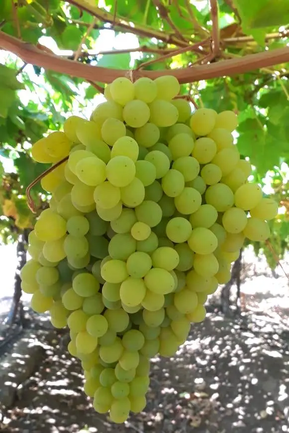 White grape vines in the valley