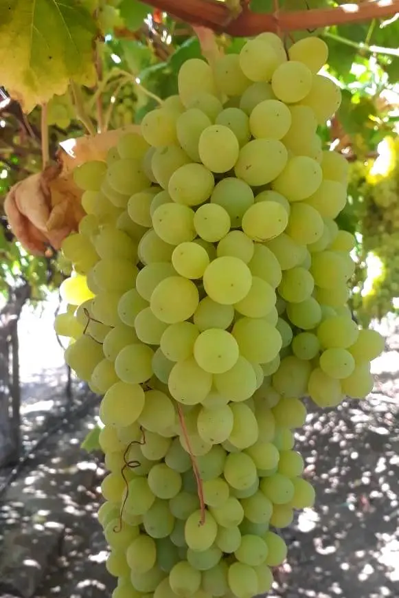 White grape vines in the valley